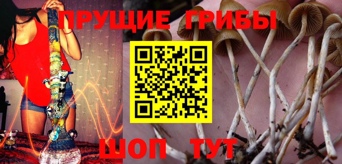 Псилоцибиновые грибы Psilocybe Спасск-Дальний